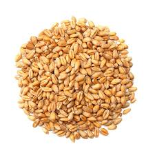 Wheat (Ghau)